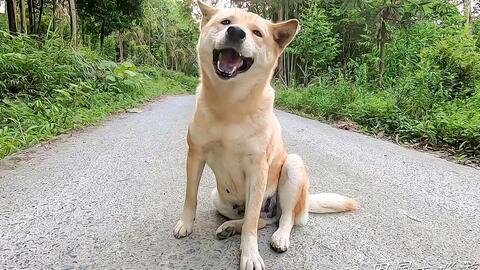 最新贵州土猎犬｜贵州土猎犬新发现