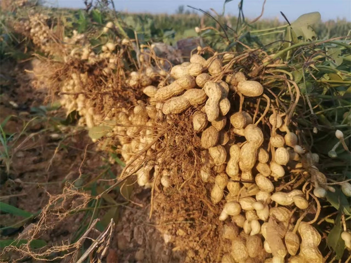 临沭花生米佳选指南，最新价格一览，丰收喜悦尽在其中！